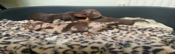 Miniature Dachshund dogs for sale: Funny happy miniature dachshund puppies - Advert 32