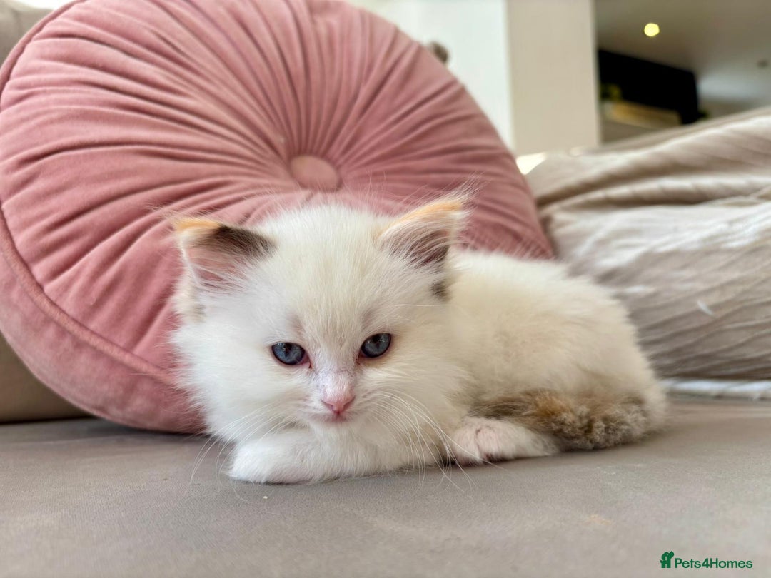 Ragdoll cats for sale: 2 fluffy ragdoll girls READY NOW - Image 13