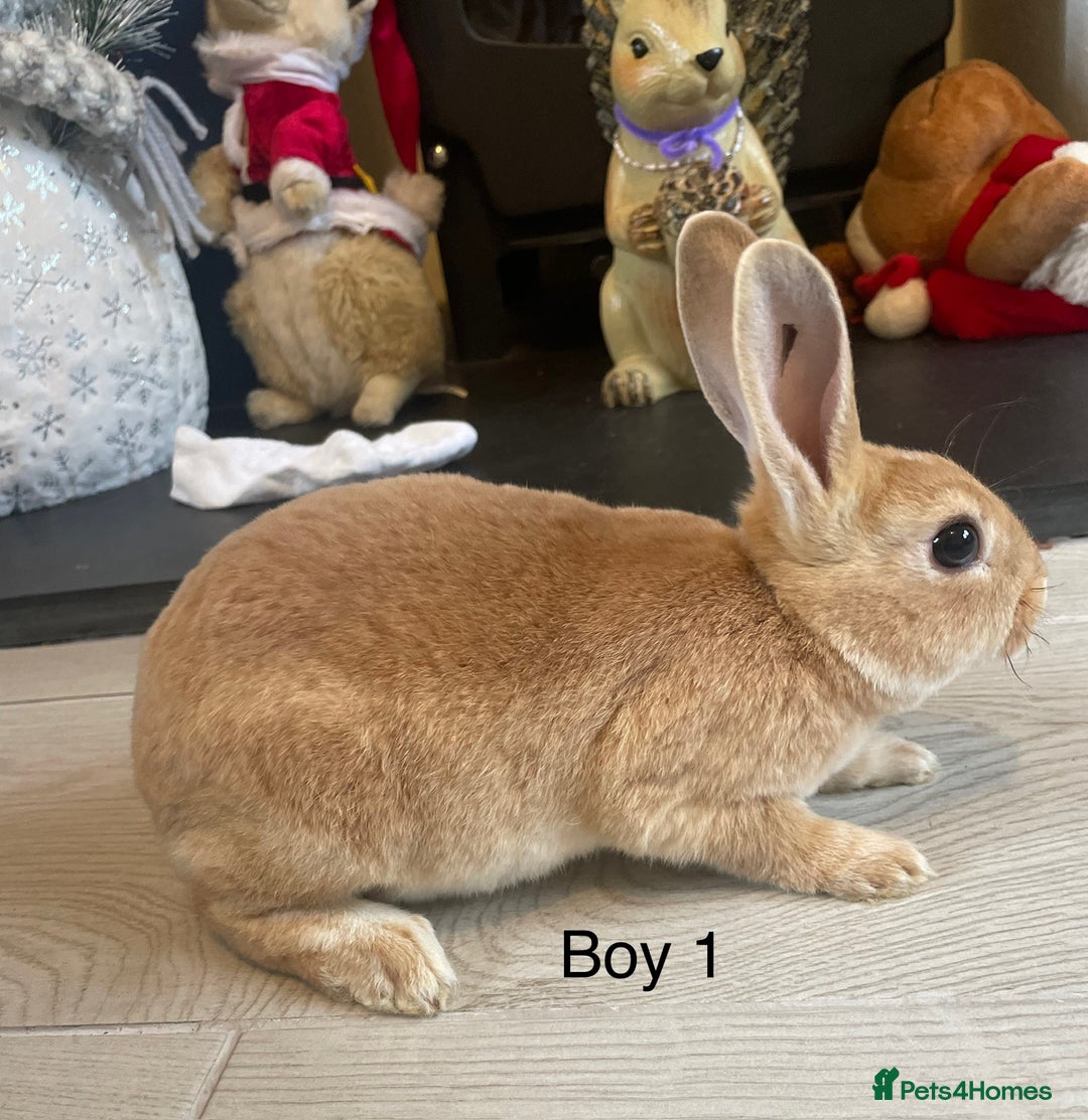 Rex rabbits for sale: 💖 9 week old mini Rex ready to leave 💙 - Advert 2