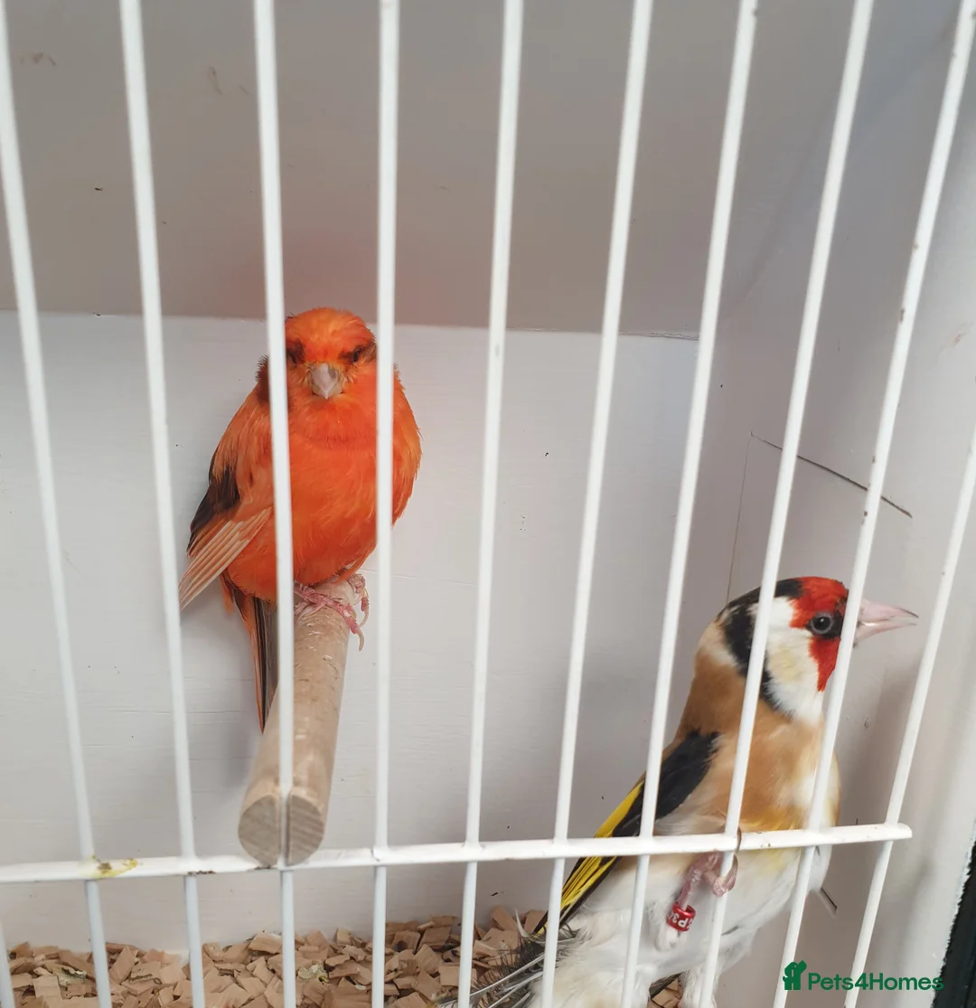 Mixed Breed birds for sale: Siberian goldfinch & canary  - Advert 1