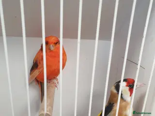 Mixed Breed birds Siberian goldfinch & canary - Advert 18