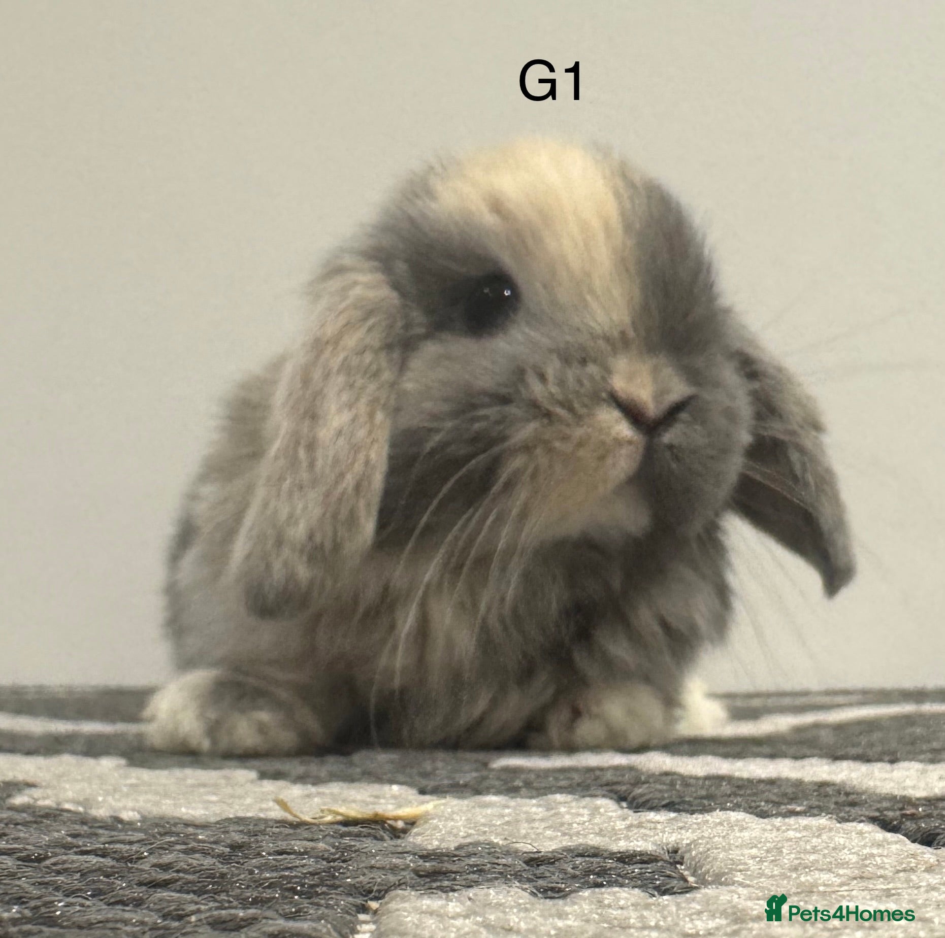 Mini Lop rabbits Pure bred Mini lops  - Advert 3