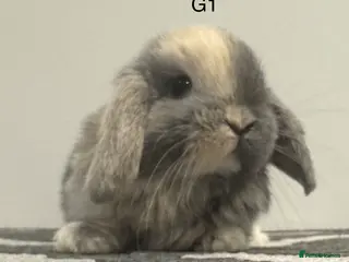 Mini Lop rabbits Pure bred Mini lops - Advert 1