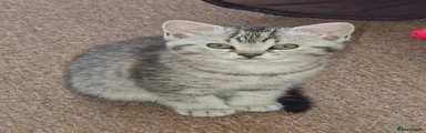 British Shorthair - Grey/white - RESERVED 