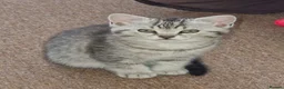 British Shorthair cats for sale: CUTE KITTENS - Advert 36