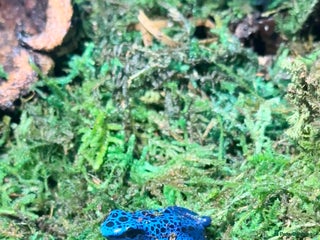 Frog reptiles - Advert 8