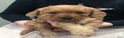 Labradoodle dogs for sale: 5* MINI F1B LABRADOODLE PUPPIES. - Advert 7