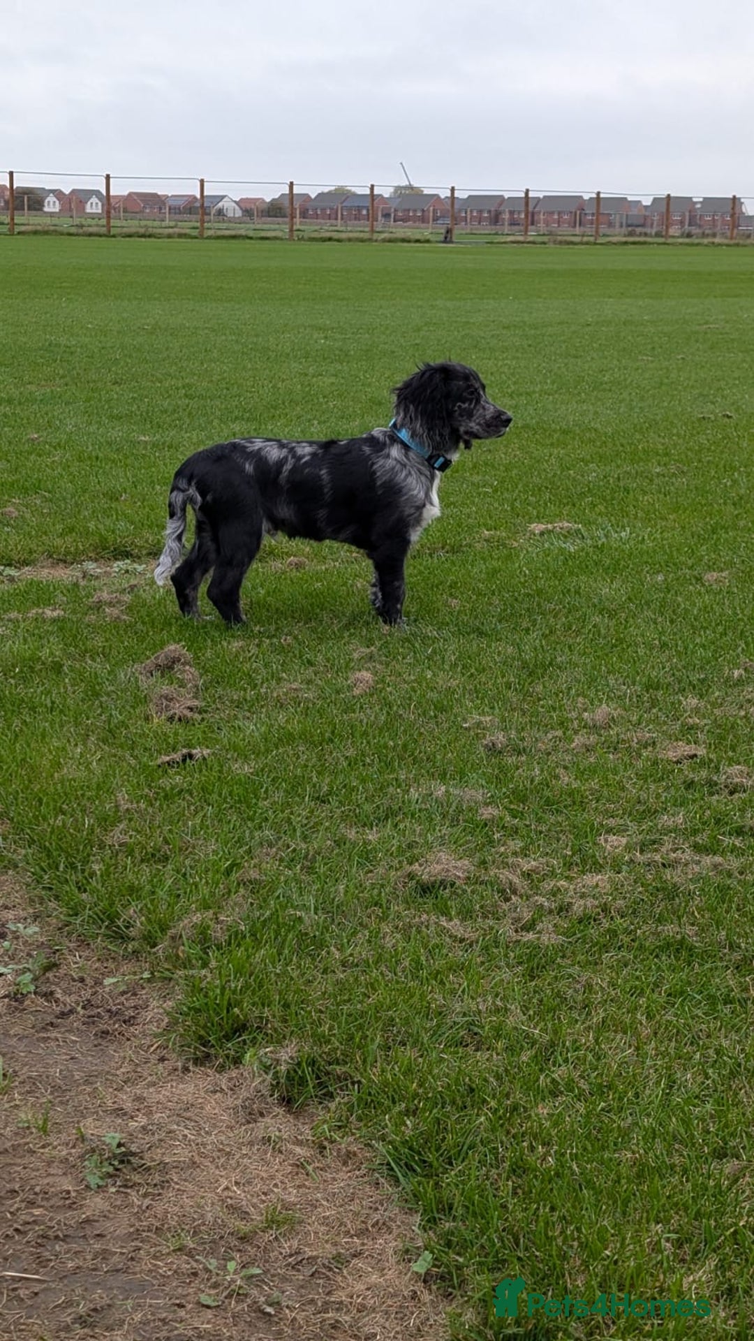 Cocker Spaniel dogs for sale: Male cocker spaniel  - Advert 3