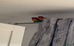 Lovebirds birds for sale: 2 fischers love birds + cage+extras  - Image 4