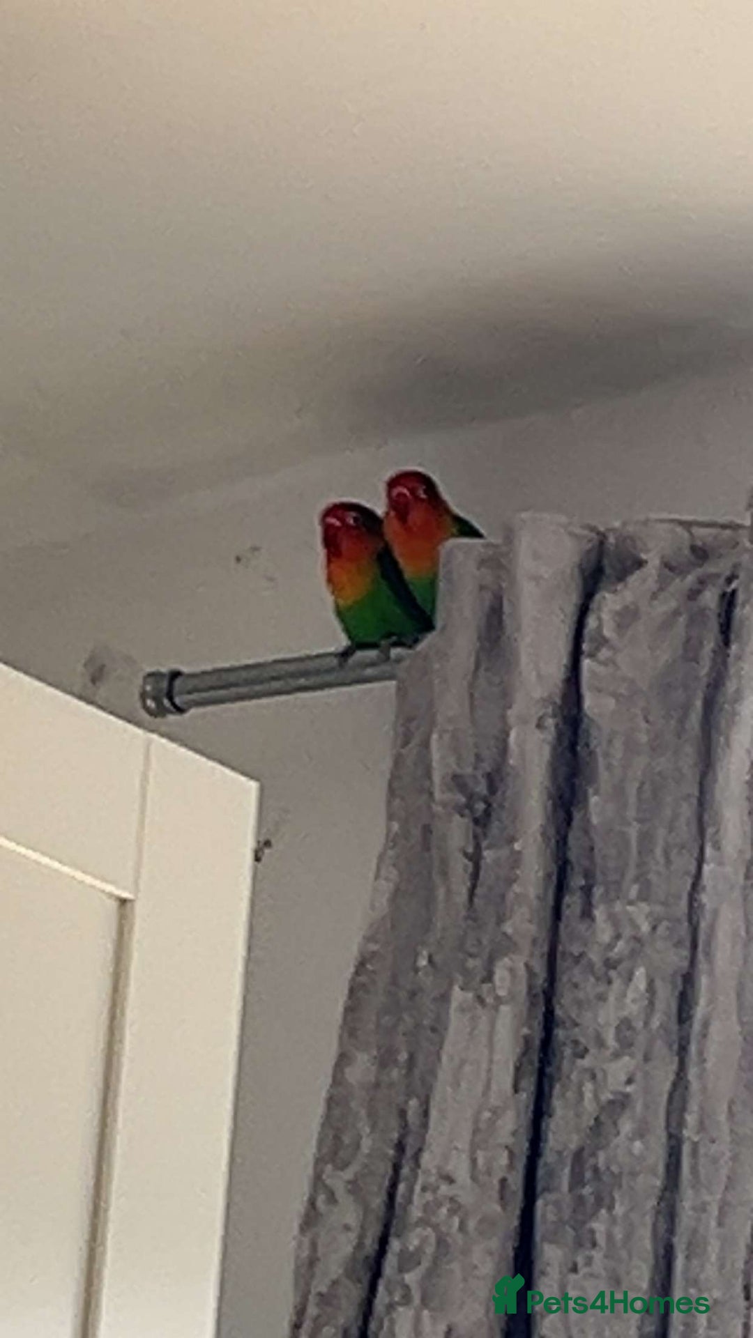 Lovebirds birds for sale: 2 fischers love birds + cage+extras  - Image 4