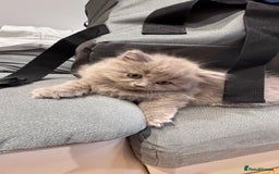 British Longhair cats for sale: British longhair ready for home in Watford - Image 20