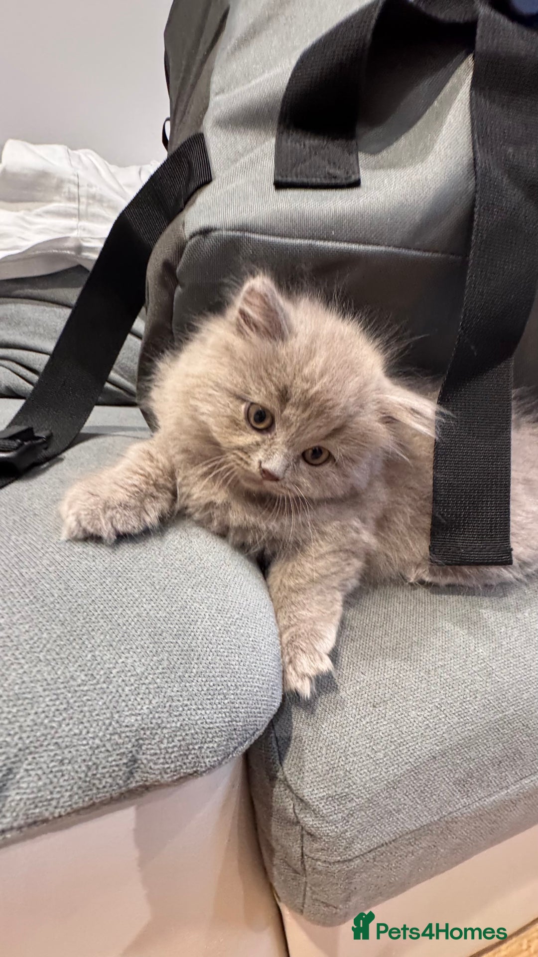 British Longhair cats for sale: British longhair ready for home in Watford - Image 20