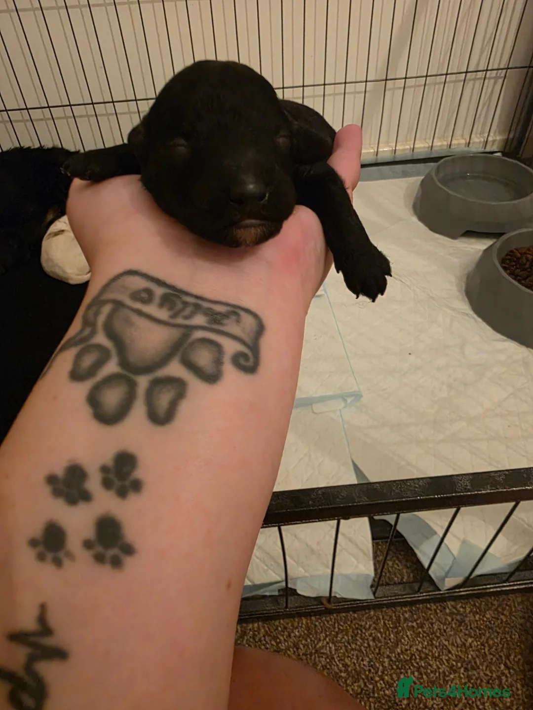Cockapoo dogs for sale: 2 beautiful 3/4 poodle puppies  - Advert 11