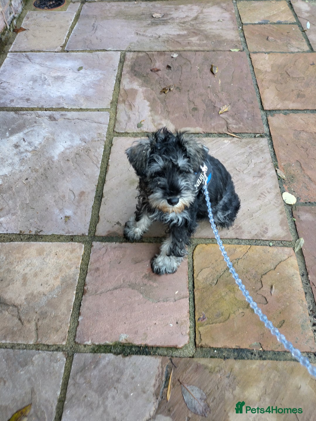 Miniature Schnauzer dogs for sale: Miniature Schnauzer female  - Advert 4