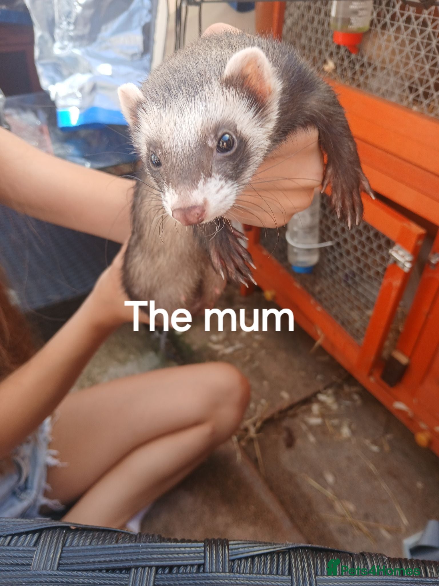 Ferret rodents Baby Ferret kits look at description!  - Advert 2