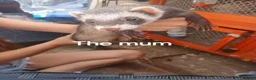 Ferret rodents for sale: Baby Ferret kits look at description!  - Advert 2