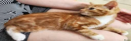 Mixed Breed cats for sale: Mixed Breed Kittens/Price Individual - Advert 15