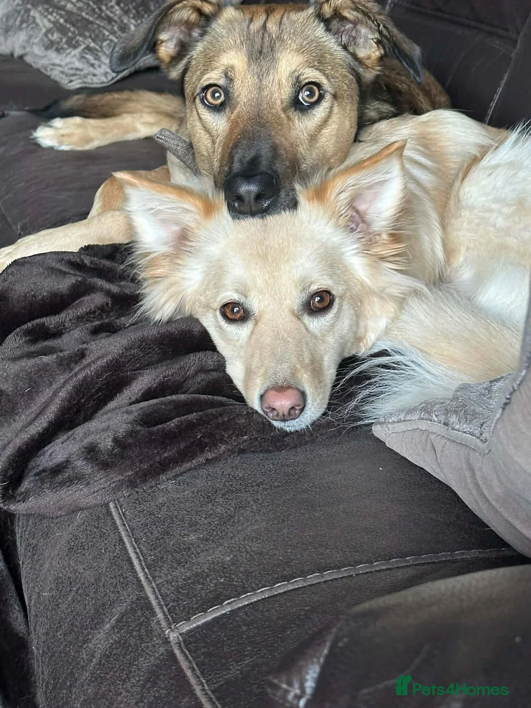 Mixed Breed dogs for adoption: WILLOW - loyal/ gentle/energetic gril/ loving  in Worthing - Advert 2