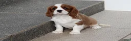 Cavalier King Charles Spaniel dogs for sale: Cavalier King Charles Spaniel puppy  - Advert 18