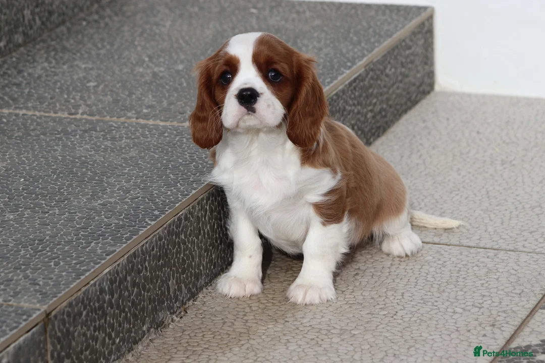 Cavalier King Charles Spaniel dogs for sale: Cavalier King Charles Spaniel puppy  - Advert 18