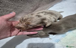 Dachshund dogs for sale: Standard daschunds - Image 6