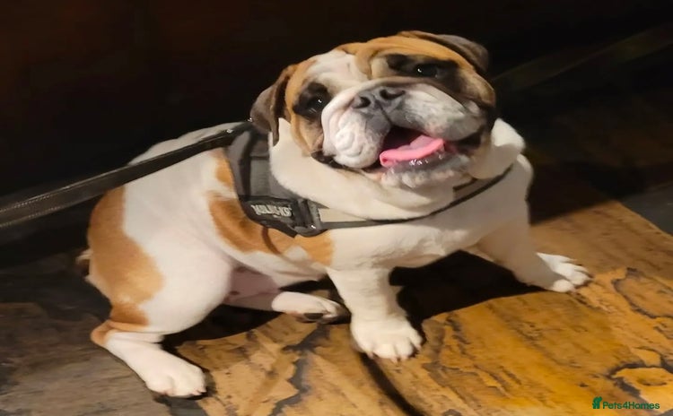 English Bulldog dogs Adult English bulldog female  - Advert 4