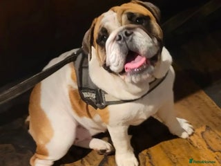 English Bulldog dogs Adult English bulldog female - Advert 4