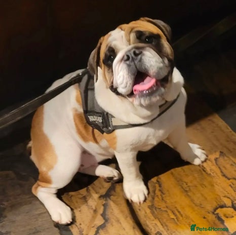 English Bulldog dogs Adult English bulldog female - Advert 4