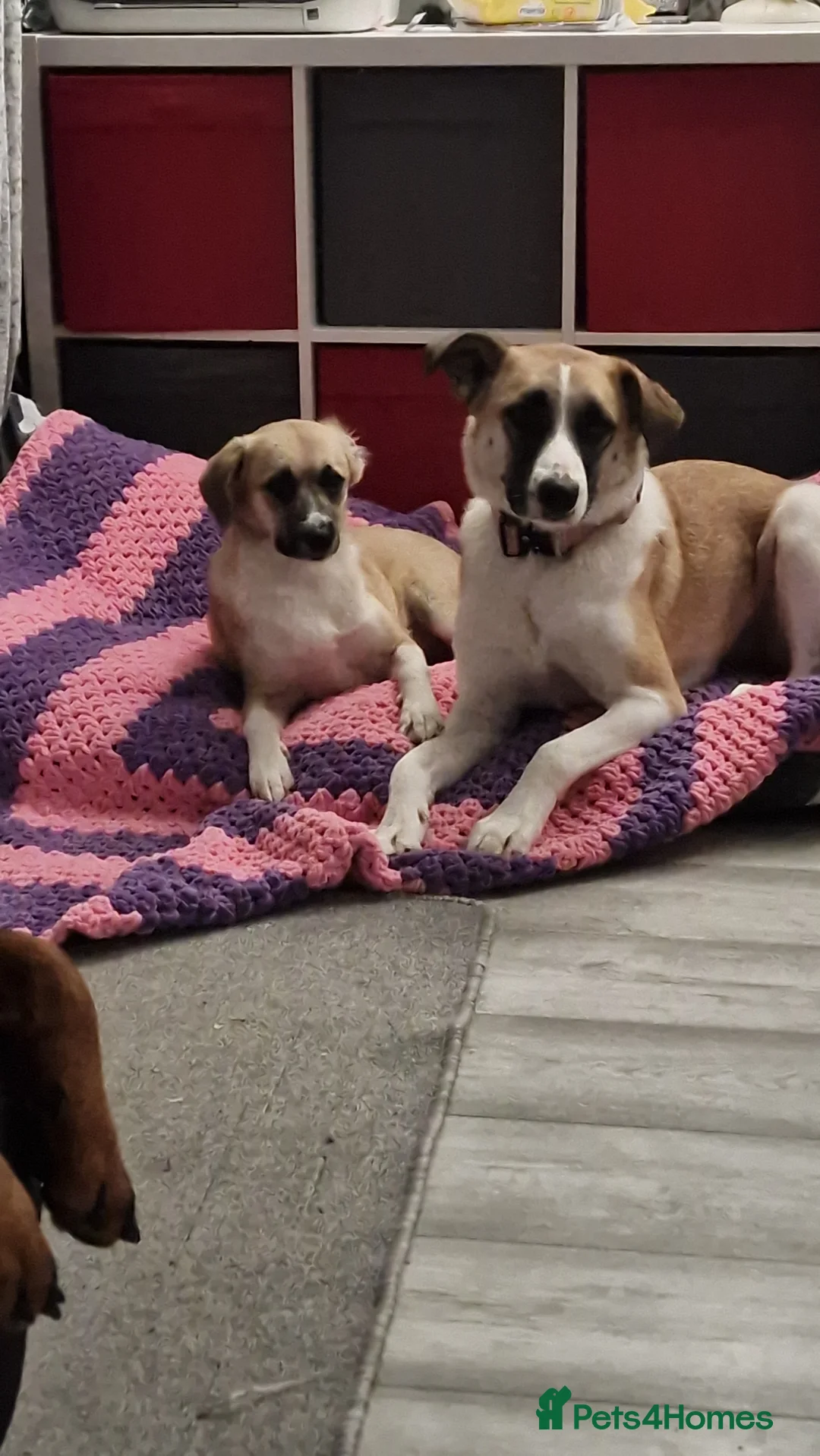 Mixed Breed dogs for sale: Collie x 2 years - Advert 3