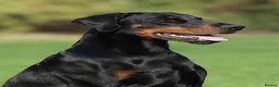 Dobermann dogs for sale: CH & Sport- KC Reg - FULLY HEALTH & Heart - Advert 8