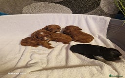 Cavapoo dogs for sale: Fox Red Cavapoo F1 Puppies  - Image 16