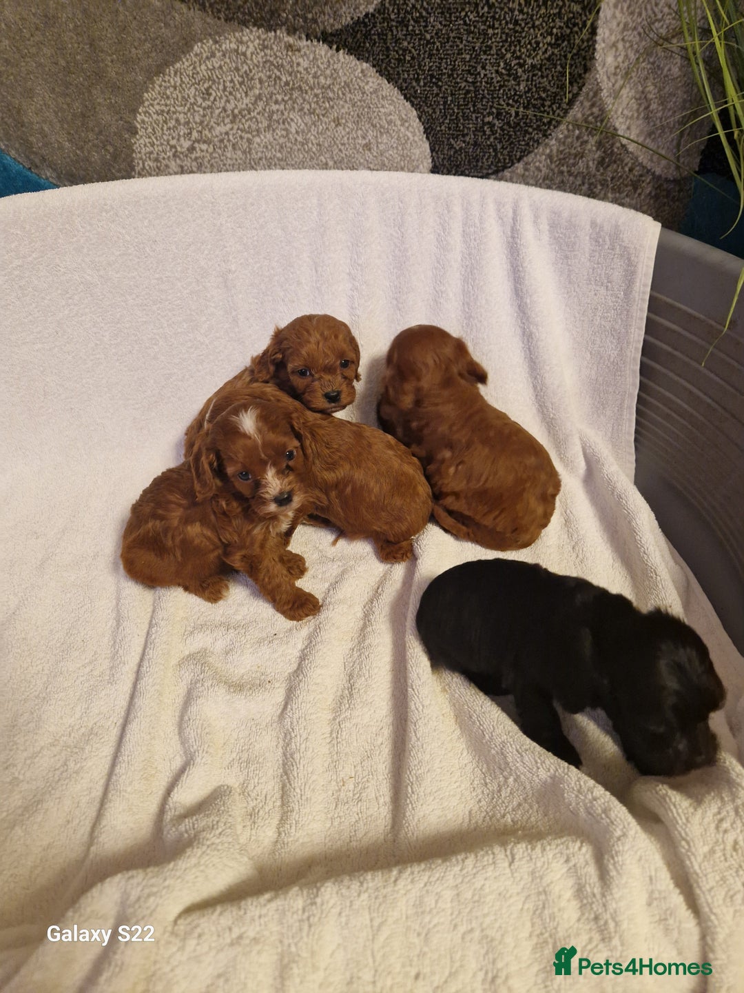 Cavapoo dogs for sale: Fox Red Cavapoo F1 Puppies  - Image 16
