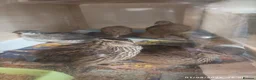 Quail poultry for sale: Coturnix Quails - groups /hens etc - Advert 3