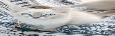 Ragdoll 1