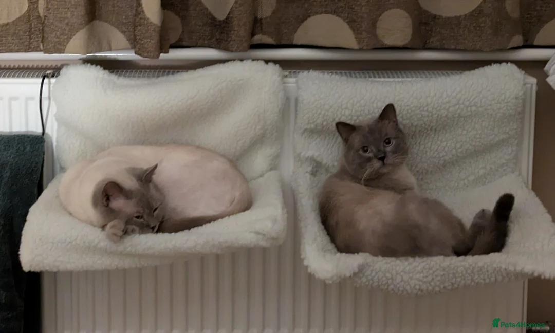 Ragdoll cats for sale: Bert & Ernie, looking for their furr-ever home in Gloucester - Advert 7