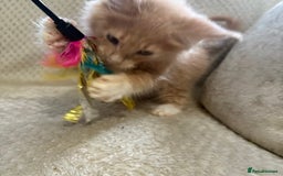 Maine Coon cats for sale: Reduced Pedigree GCCF registered kitten 1.6kg - Image 23