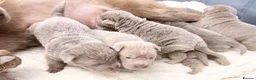 Shar Pei dogs for sale: Fifty Shades Of Lilac Sharpie Pups (5 Boys/3 Girl) - Advert 9