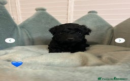 Cavapoo dogs for sale: 1 girl left 💕 f1b cavapoos ready now 🏡 - Image 34