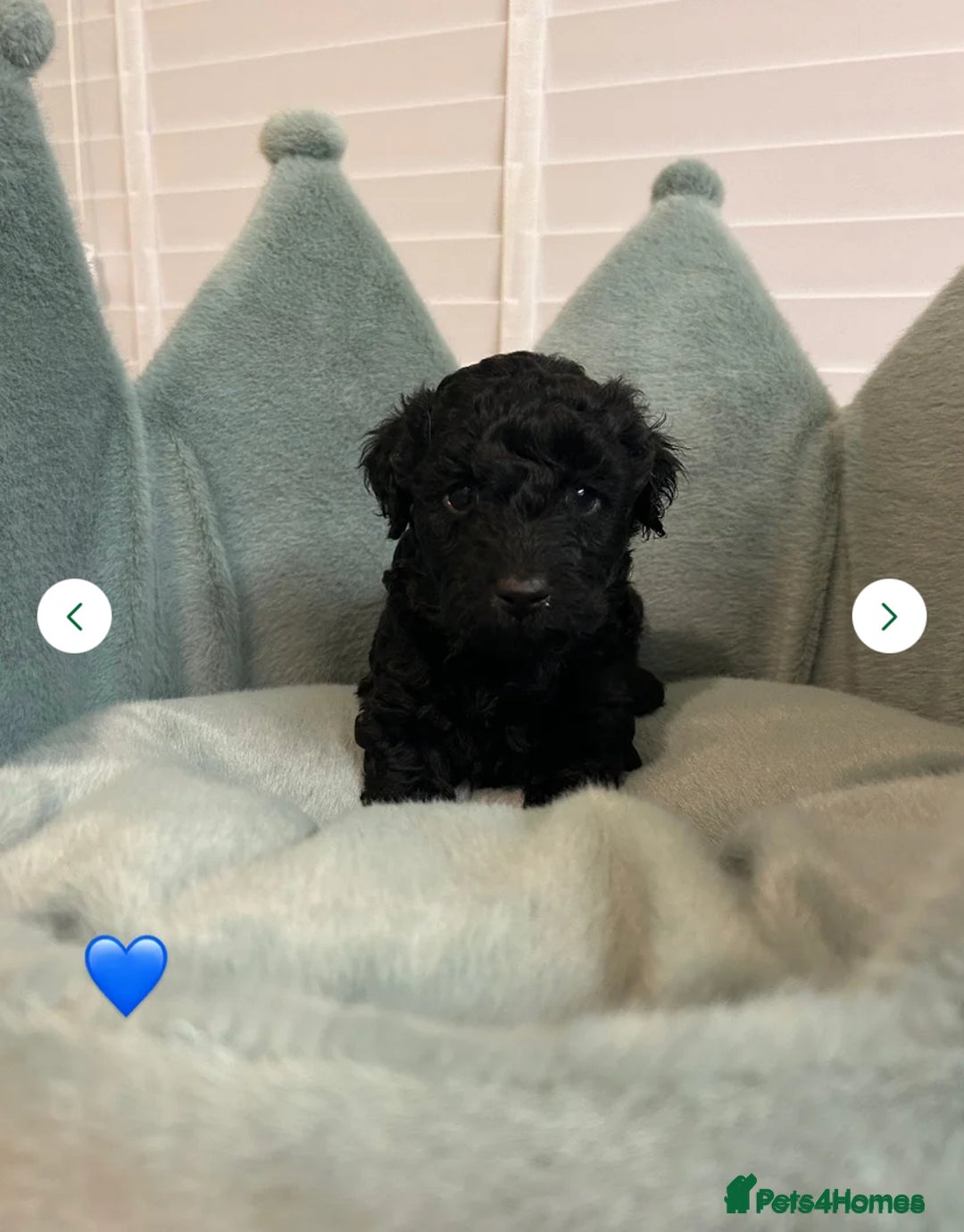 Cavapoo dogs for sale: 1 girl left 💕 f1b cavapoos ready now 🏡 - Image 34