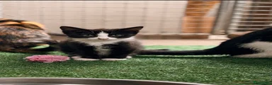 Twin to Tuxie is Tricia 