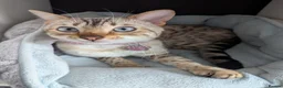 Bengal cats for sale: 1 female snow bengal kitten - Advert 4