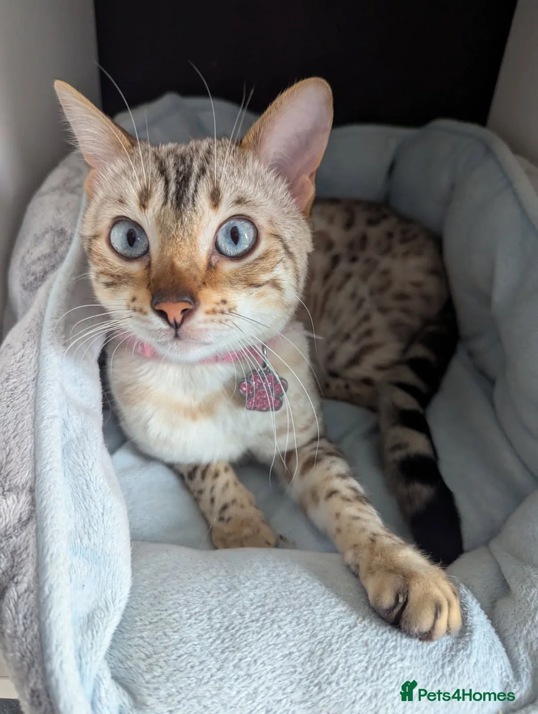 Bengal cats for sale: 1 female snow bengal kitten - Advert 4