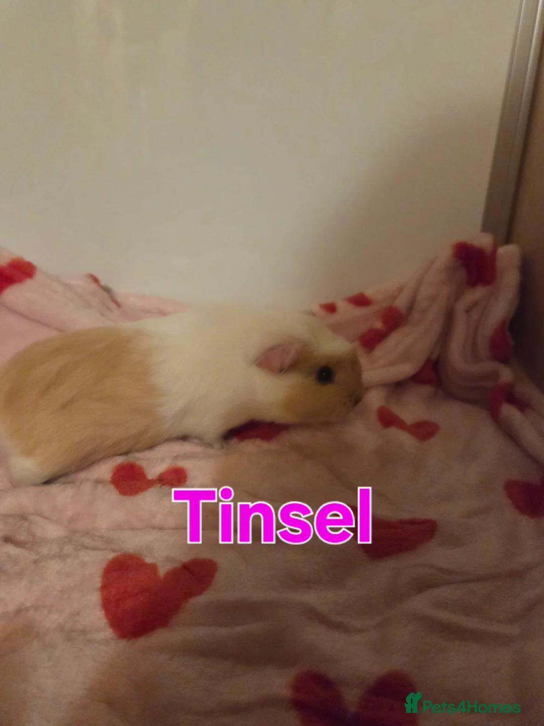 Guinea Pig rodents for sale: Gorgeous Baby Girl Guinea Pigs - Advert 6