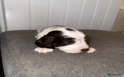Sprocker dogs for sale: Sprocker puppies - Image 16