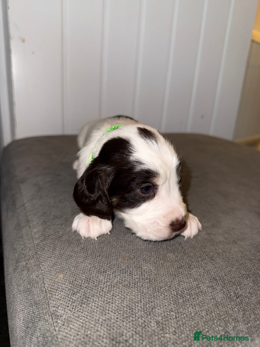 Sprocker dogs for sale: Sprocker puppies - Image 16