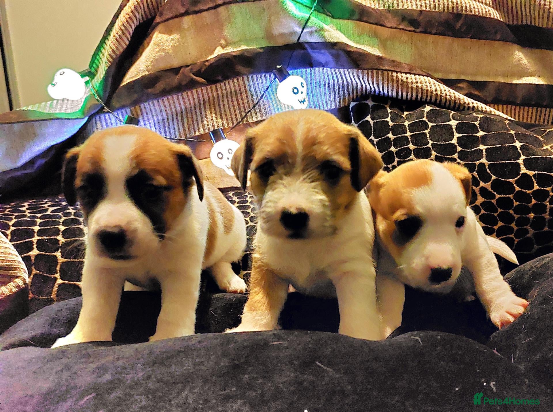 Jack Russell dogs Adorable Jack Russells - Advert 7