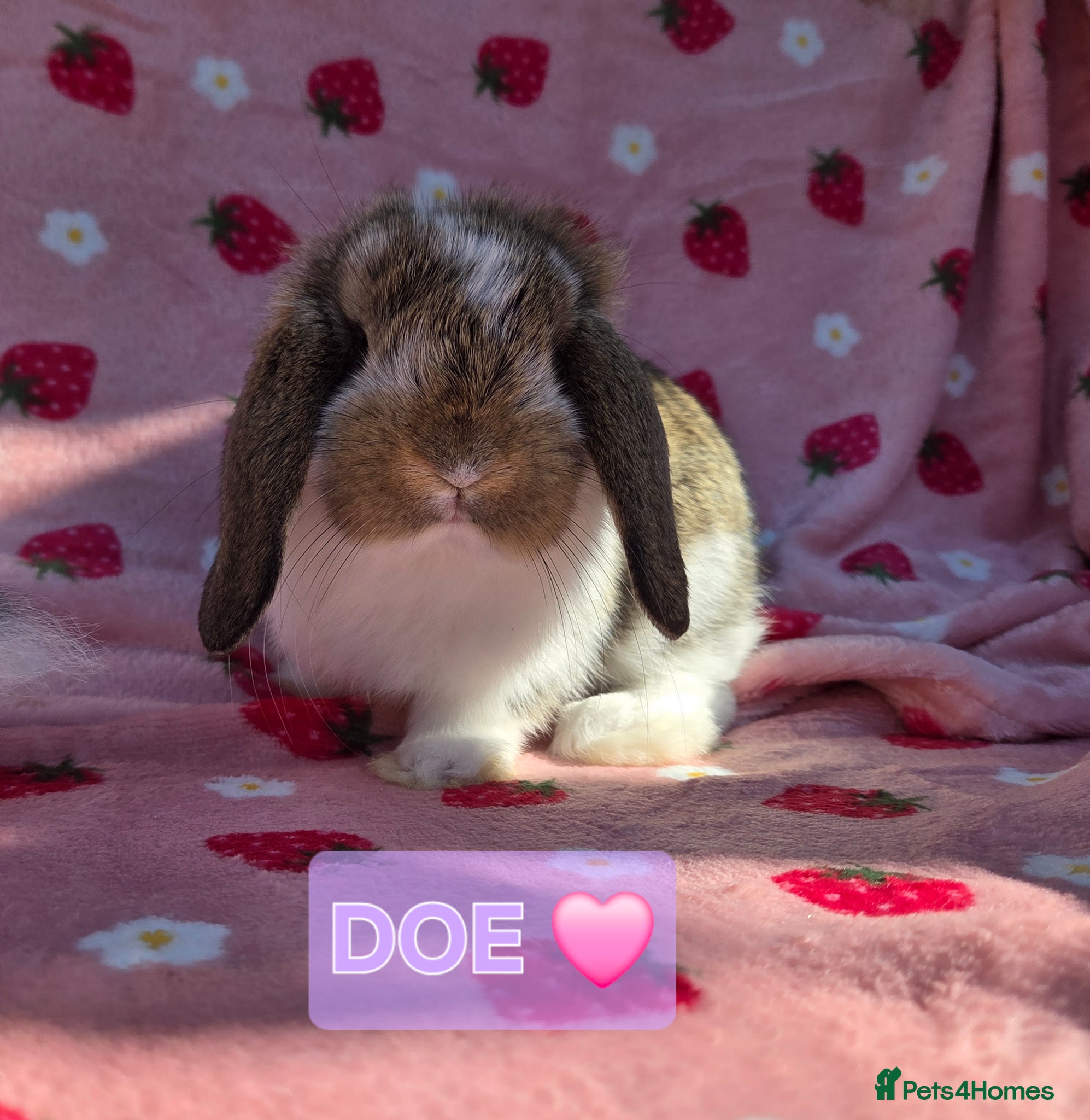 German Lop rabbits Very tame German Lop ☆Last 2 left☆ - Advert 1