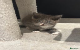 Ragdoll cats for sale: 4 kittens looking for new family  - Image 12