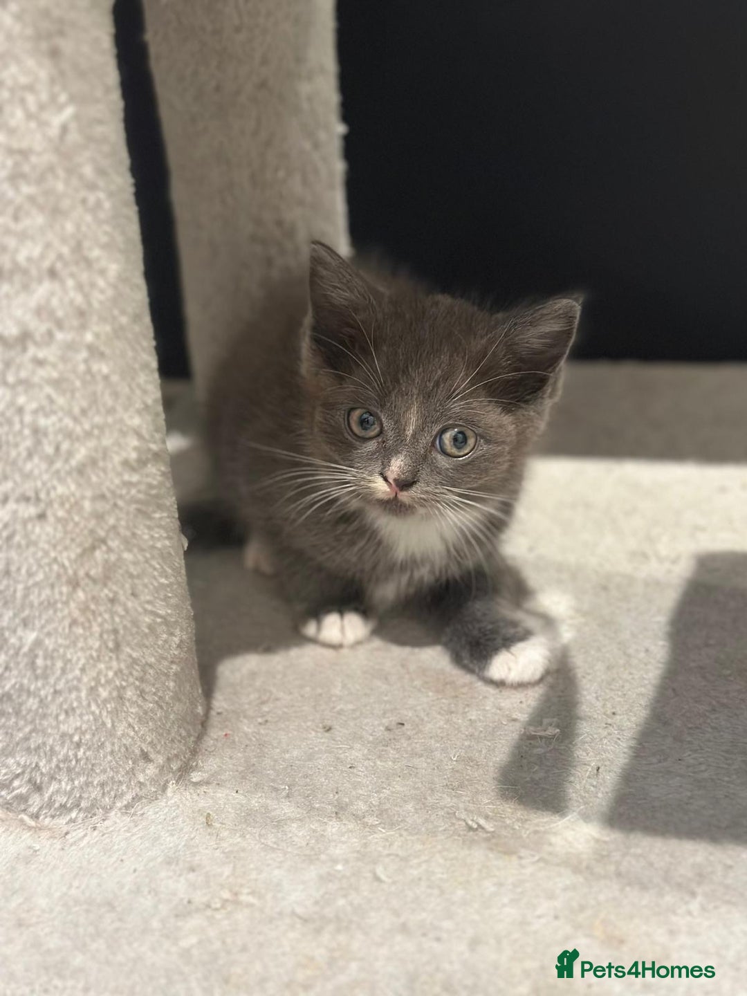 Ragdoll cats for sale: 4 kittens looking for new family  - Image 12