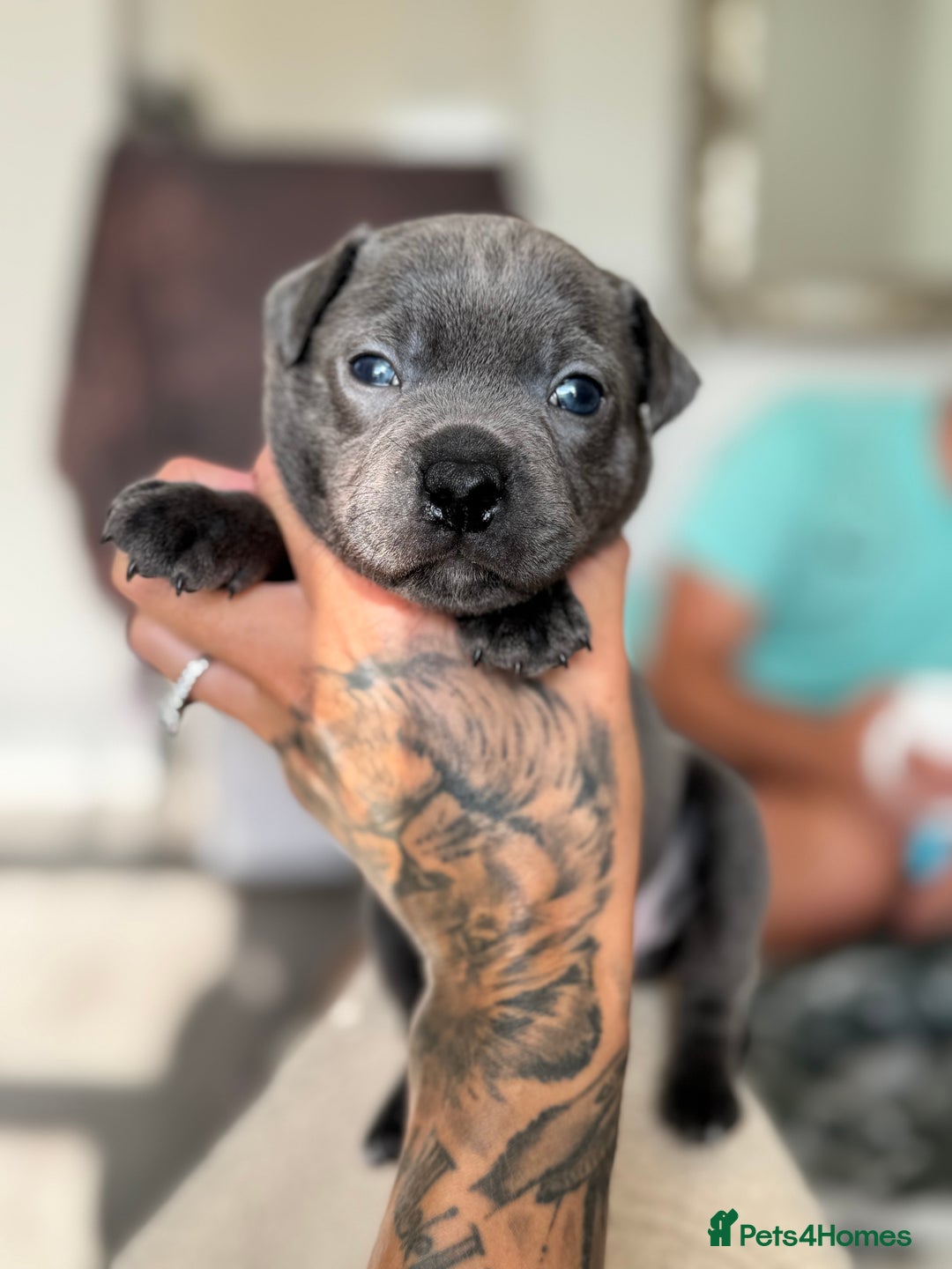 Staffordshire Bull Terrier dogs for sale: Quality Black to blue Staffordshire bull terrier - Image 9